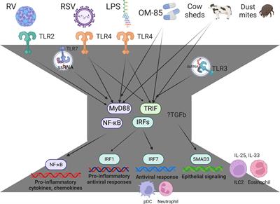 Frontiers | Emerging Role For Interferons In Respiratory Viral ...